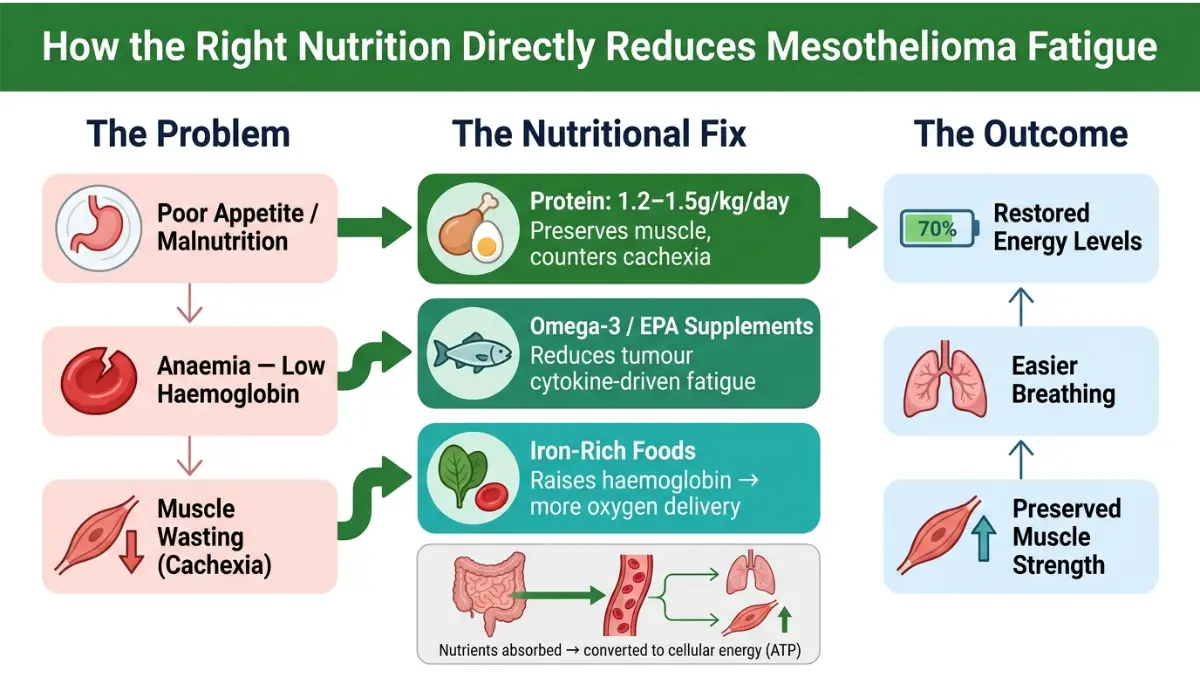 Mesothelioma Fatigue nutrition diagram showing how protein iron and omega-3 improve energy oxygen delivery and muscle strength