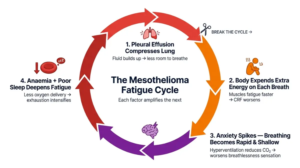 Mesothelioma Fatigue cycle diagram showing how breathlessness, anxiety, anaemia, and energy depletion reinforce each other