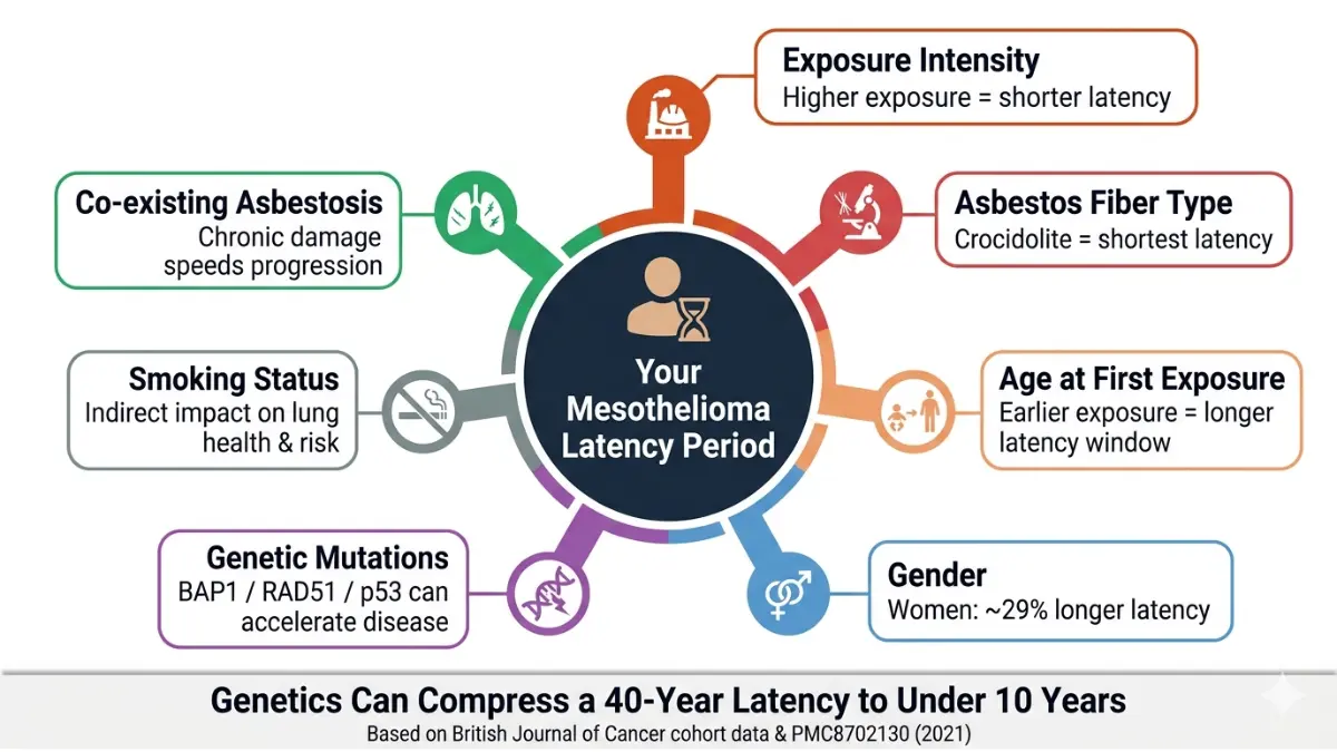 Mesothelioma Latency influenced by exposure intensity, fiber type, genetics, age and other risk factors in a radial diagram