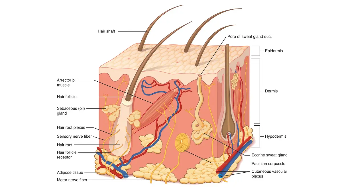 ohs surgery recovery skin anatomy — OpenStax diagram showing epidermis dermis and hypodermis skin layers relevant to wound healing and surgical recovery after Mohs surgery for melanoma