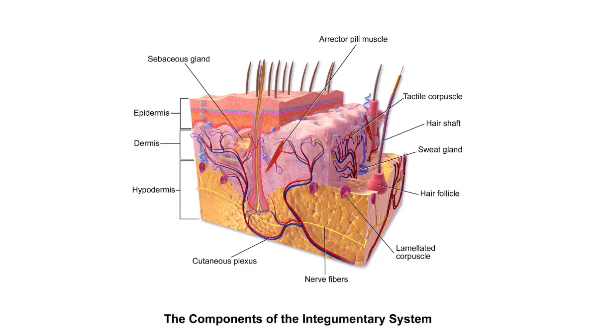 Mohs surgery skin anatomy — full cross-section diagram of human skin layers showing epidermis dermis and hypodermis where Mohs surgery operates