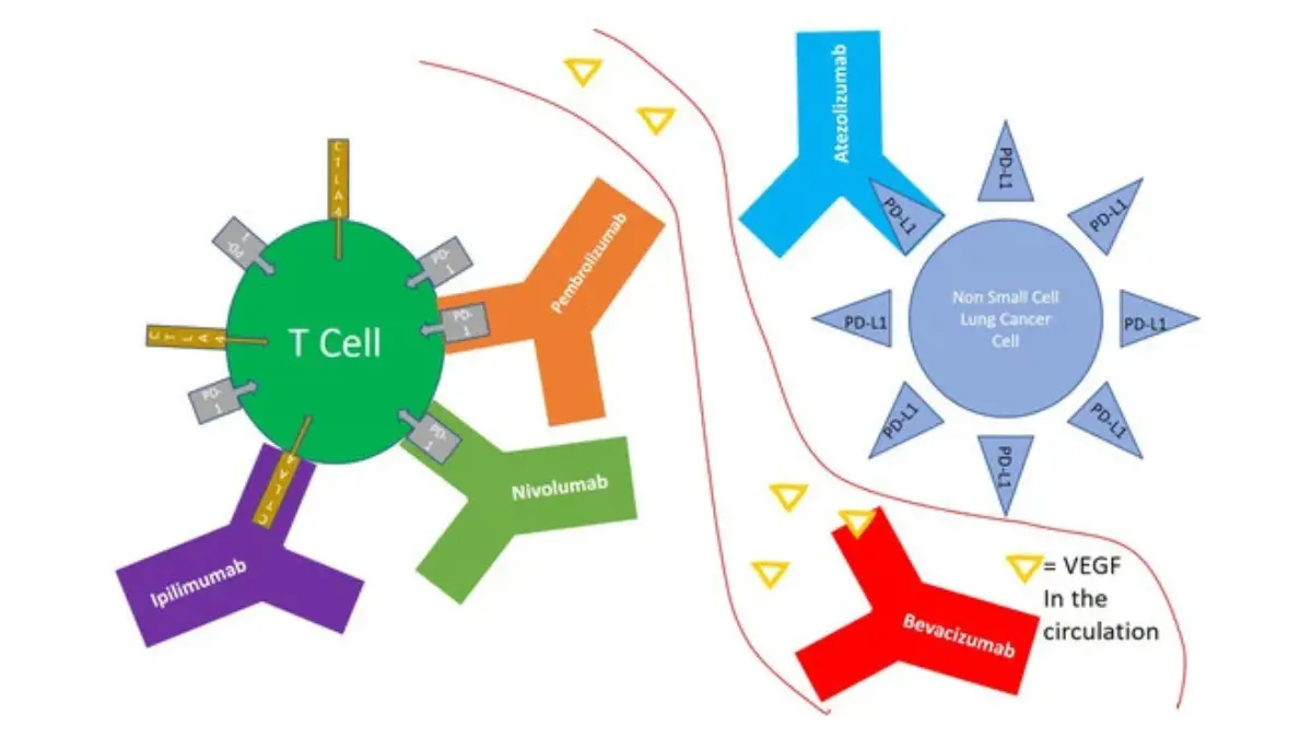 Clinical diagram showing monoclonal antibody mechanism of action in non-small cell lung cancer immunotherapy treatment — non-small cell vs small cell lung cancer checkpoint inhibitor therapy 2026