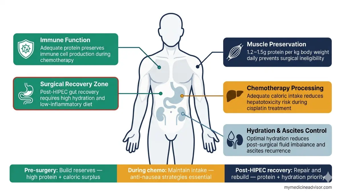 Peritoneal Mesothelioma nutrition and recovery diagram showing protein hydration and body system support during treatment