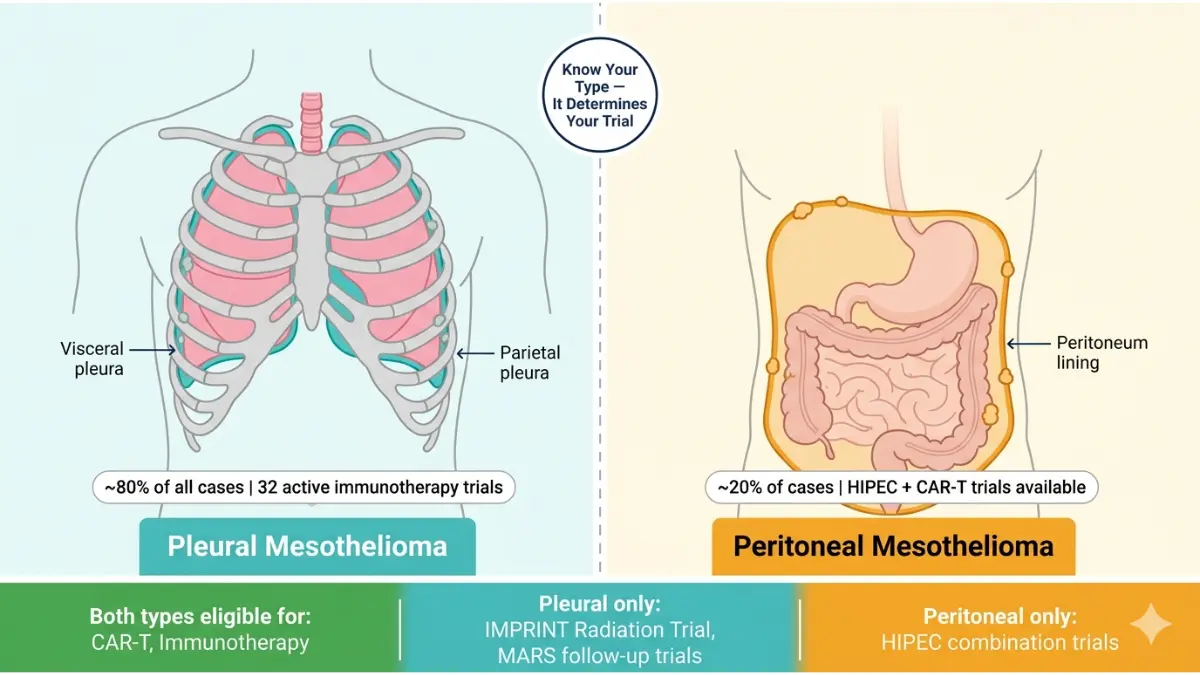Mesothelioma Clinical Trials comparison diagram of pleural vs peritoneal anatomy with treatment eligibility differences