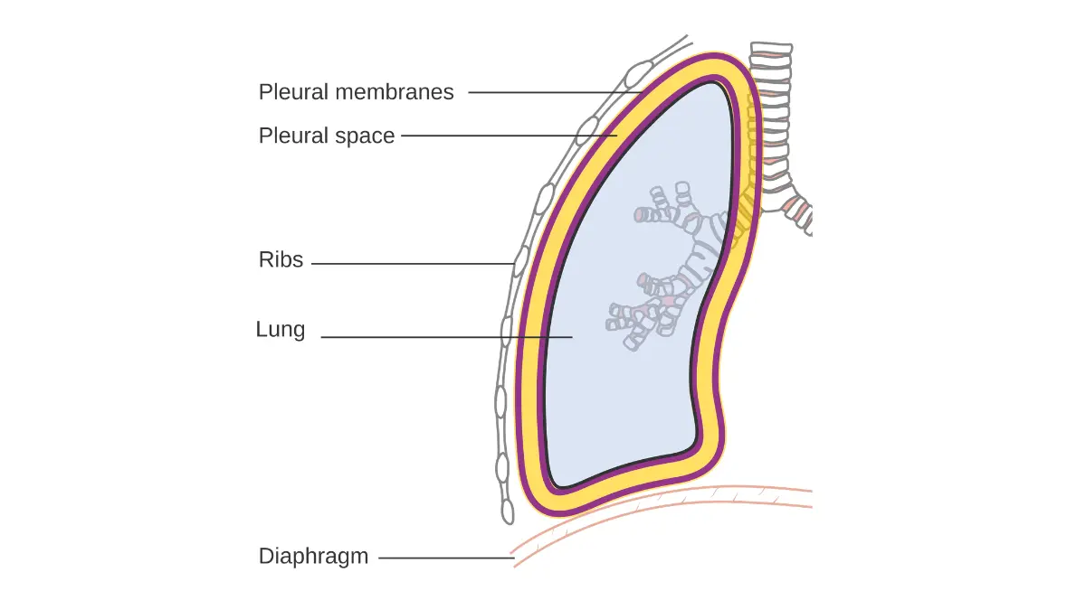 Rare types of lung cancer warning signs — diagram of the lung pleura showing parietal and visceral layers where unusual symptoms like chest wall pain occur in rare lung cancer types