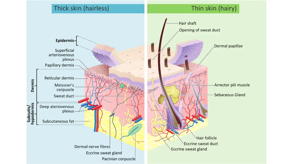 Skin layer anatomy diagram showing epidermis, dermis, and subcutaneous tissue — how mineral and chemical sunscreen protect different skin depths in the best sunscreen for melanoma prevention