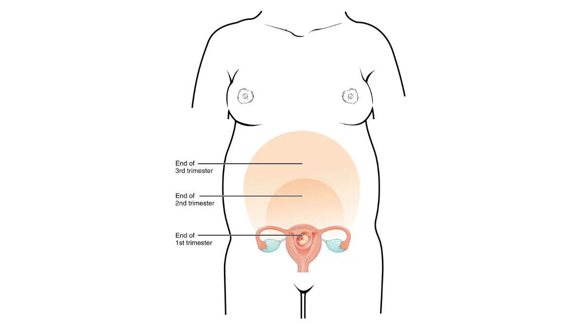 Uterus size changes across three trimesters of pregnancy — why melanoma during pregnancy is missed due to hormonal skin changes