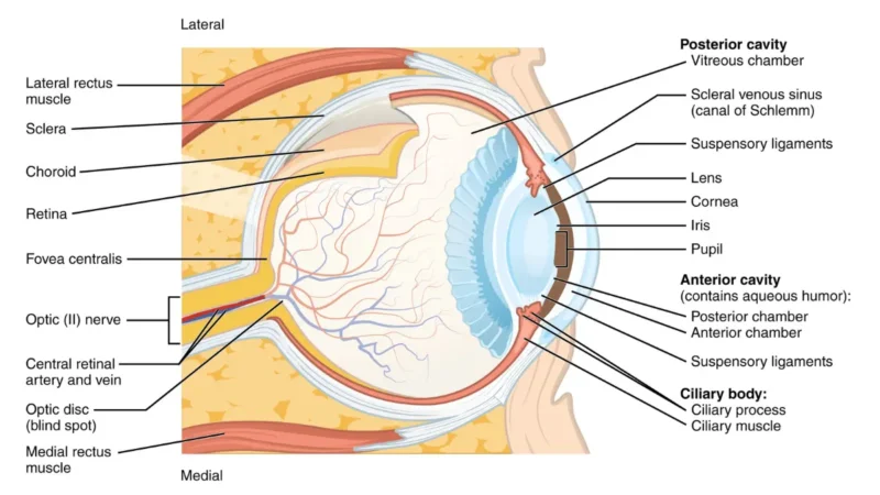 Labeled cross-section diagram of the human eye showing the uveal tract — choroid, ciliary body, and iris — where uveal melanoma develops