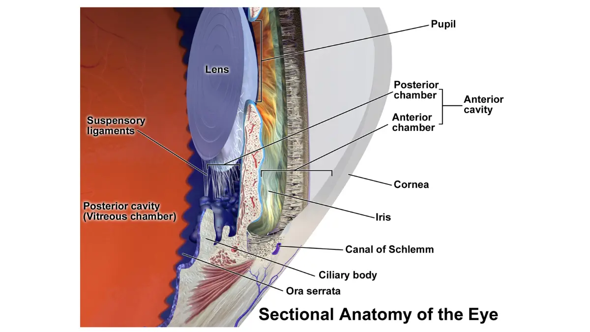 3D anatomical sectional view of the human eye showing the choroid layer — the primary site of uveal melanoma in 90% of diagnosed cases