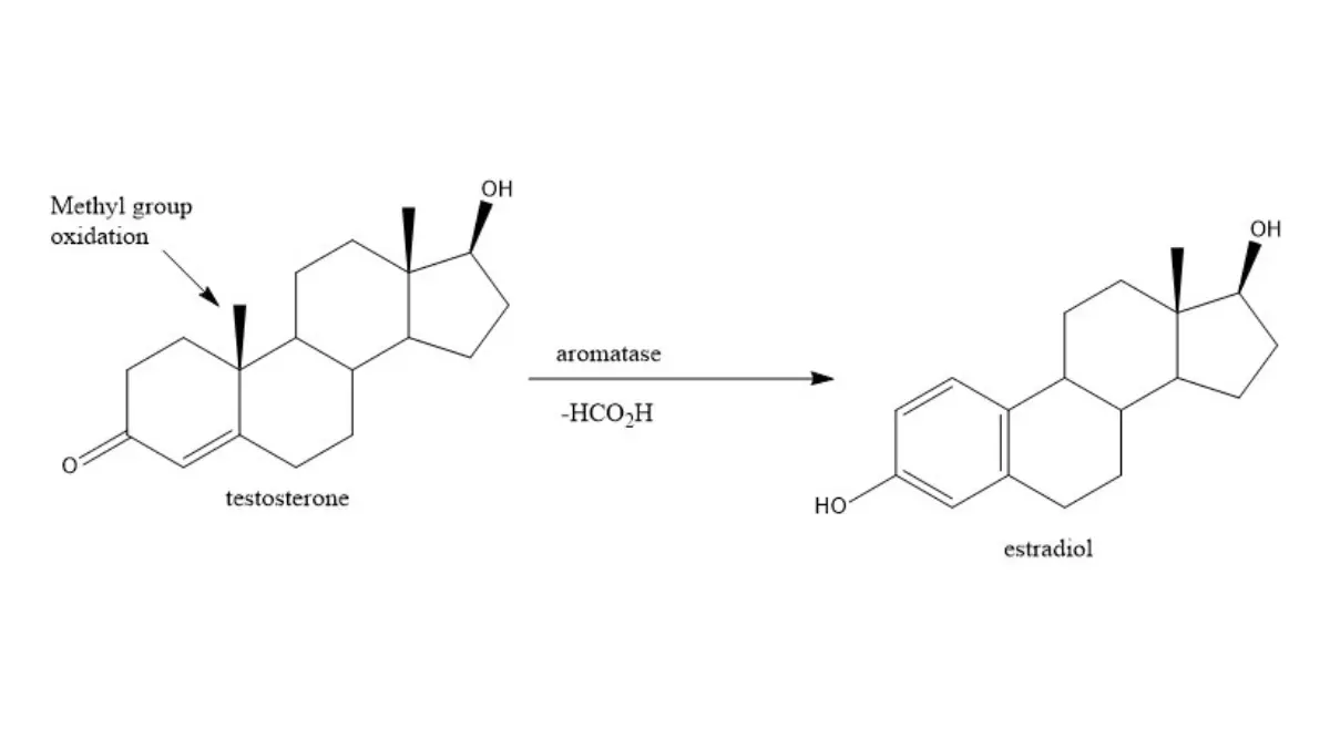 Alcohol Raises Breast Cancer — Aromatase-mediated estradiol synthesis pathway converting testosterone to estradiol.