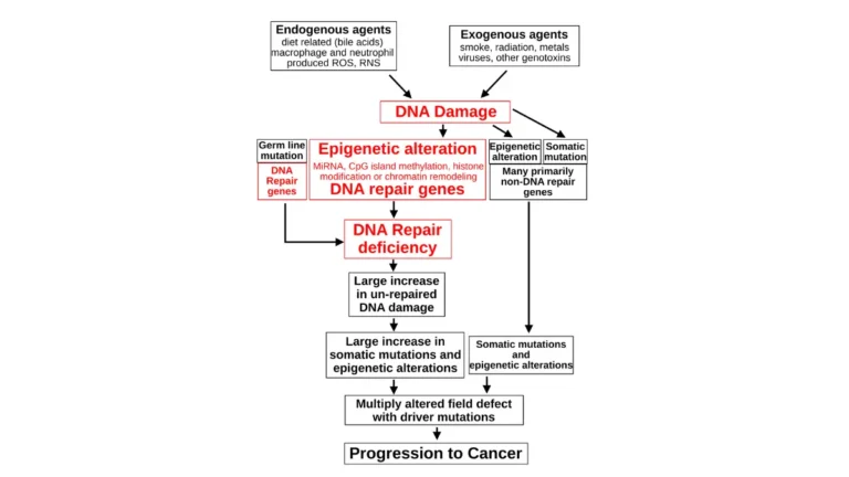 Alcohol Raises Breast Cancer — DNA damage and carcinogenesis progression from DNA repair deficiency to cancer development.