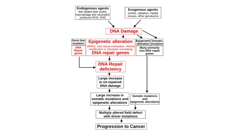Alcohol Raises Breast Cancer — DNA damage and carcinogenesis progression from DNA repair deficiency to cancer development.