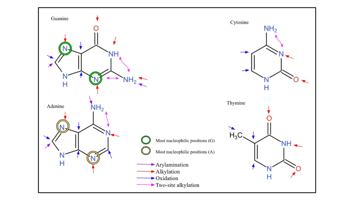 Alcohol Raises Breast Cancer — Nucleic acid DNA adduct formation showing nucleophilic attack positions on guanine, adenine, cytosine, and thymine bases.