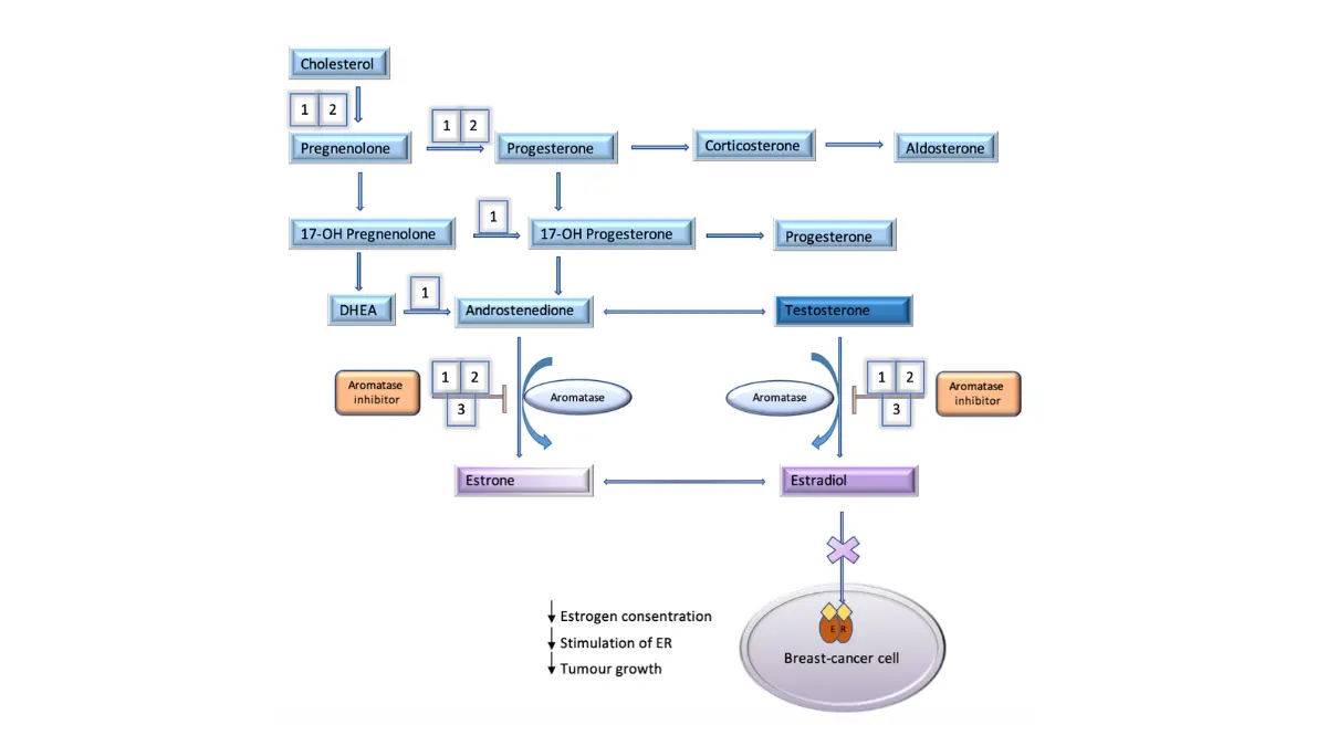 Alcohol Raises Breast Cancer — Metabolic pathways of estrogen production showing aromatase enzyme action and aromatase inhibitor blockade in breast cancer cells.
