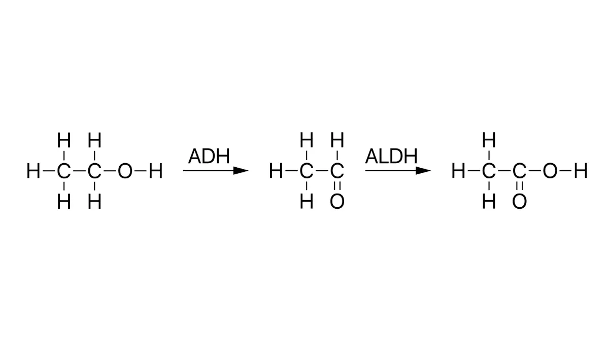 Alcohol Raises Breast Cancer — Ethanol metabolism pathway showing alcohol dehydrogenase and aldehyde dehydrogenase conversion of ethanol to acetaldehyde and acetate.