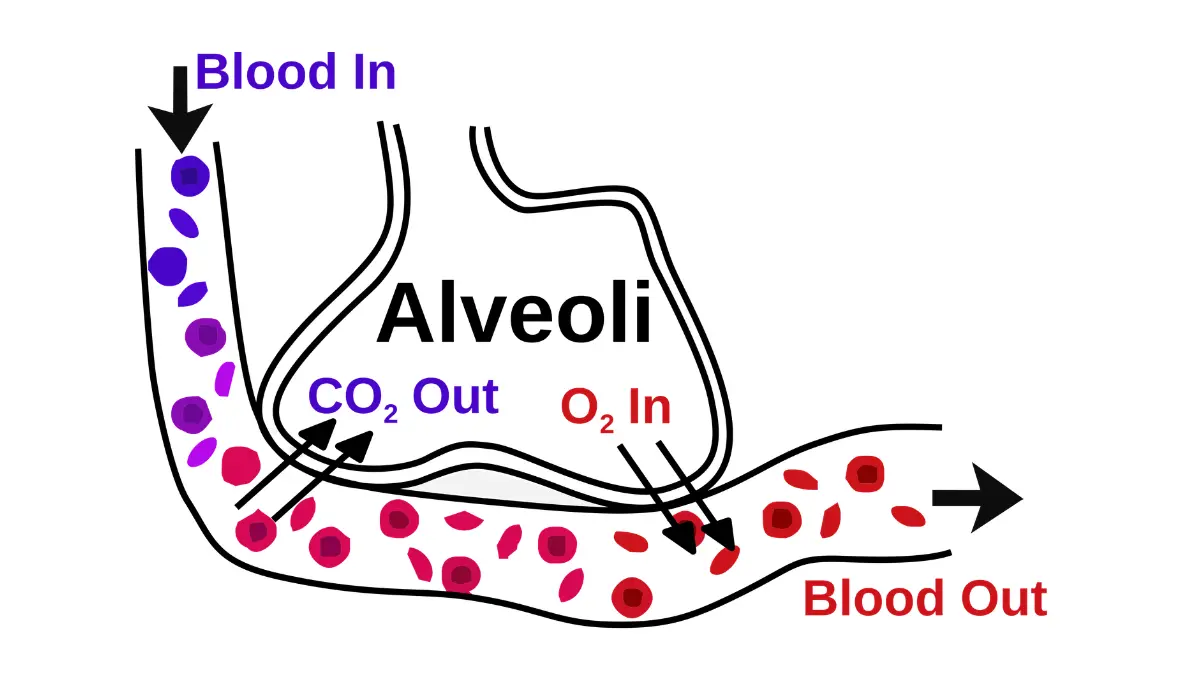 liquid biopsy alveoli gaseous exchange illustration showing pulmonary blood vessel molecular transport