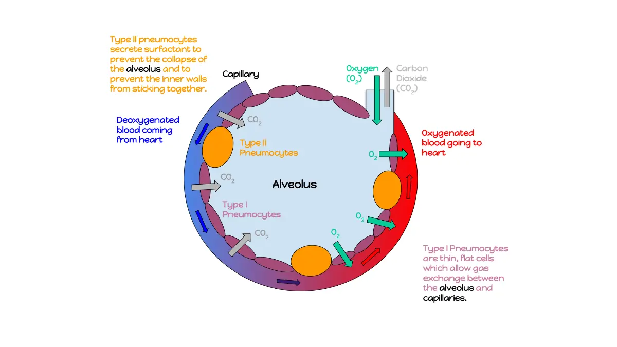 liquid biopsy annotated alveolus anatomy diagram showing bloodstream interaction and biomarker transfer