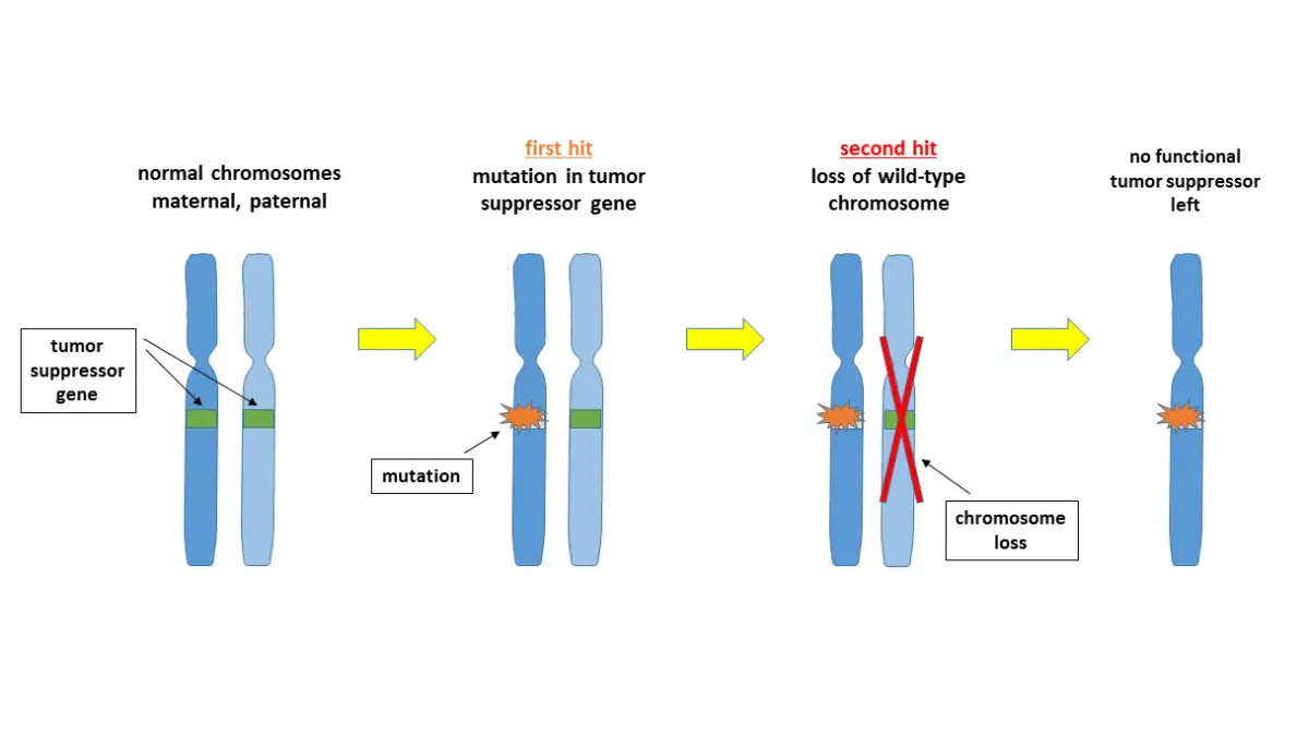 Black Women BRCA-related two-hit malignant transformation illustration showing tumor suppressor gene loss and cancer development.