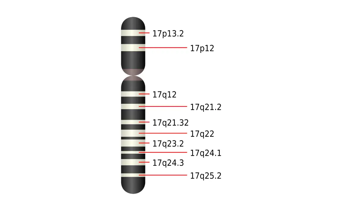 Human chromosome 17 vector ideogram showing the BRCA1 gene locus location for BRCA Gene Test hereditary genetics understanding.