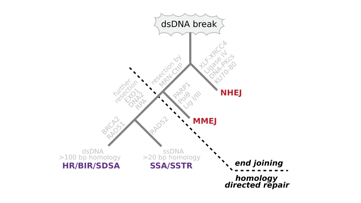 Comparative vector diagram of DNA double-strand break repair pathways including homologous recombination related to BRCA Gene Test.