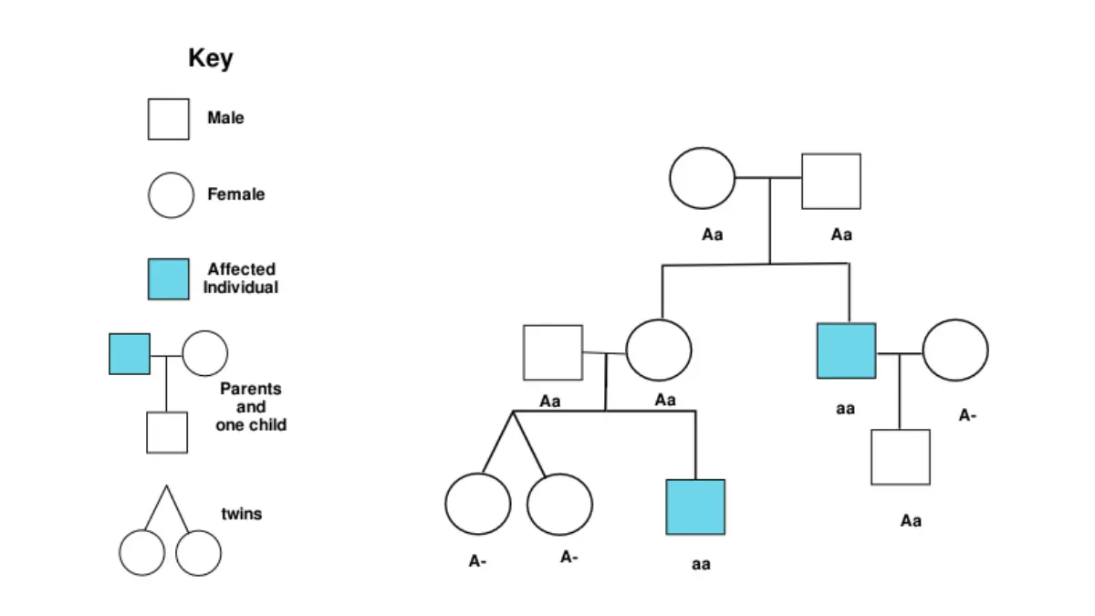 Clinical pedigree chart vector showing autosomal dominant inheritance pattern for BRCA Gene Test family cascade testing guidance.
