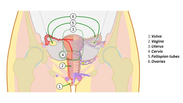 Medical vector anatomy diagram of the female reproductive system showing ovaries and fallopian tubes for BRCA Gene Test ovarian cancer risk education.