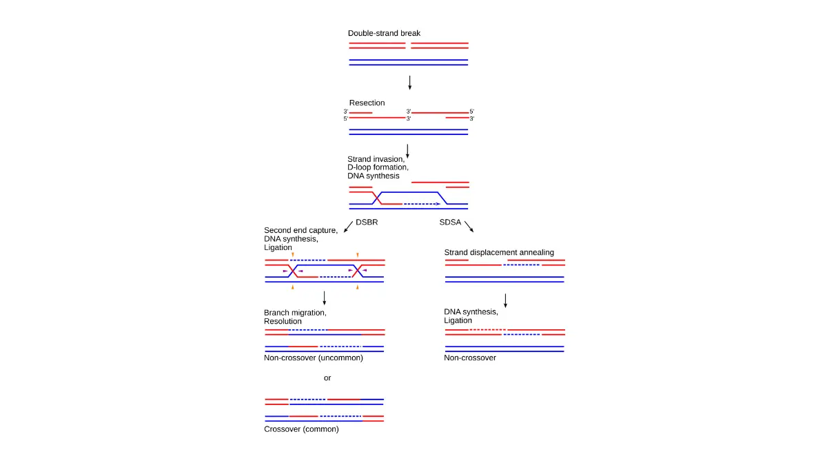 Schematic vector diagram illustrating homologous recombination DNA repair pathway relevant to BRCA Gene Test molecular biology.