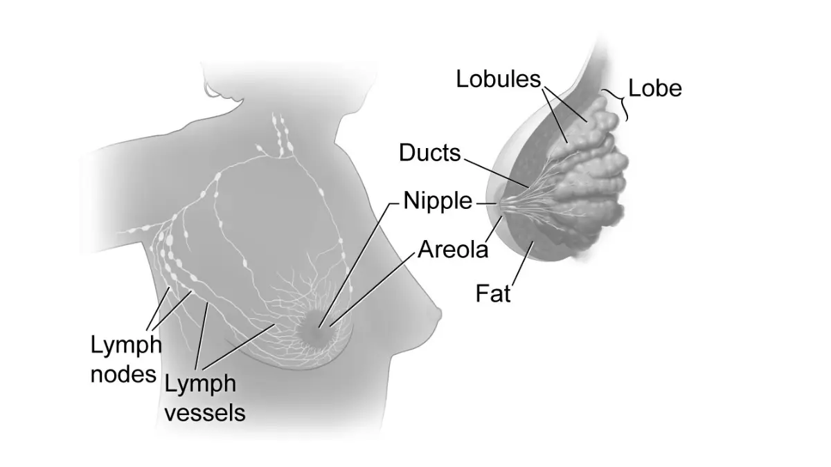 Breast cancer anatomy illustration showing ducts lobules nipple and lymph nodes