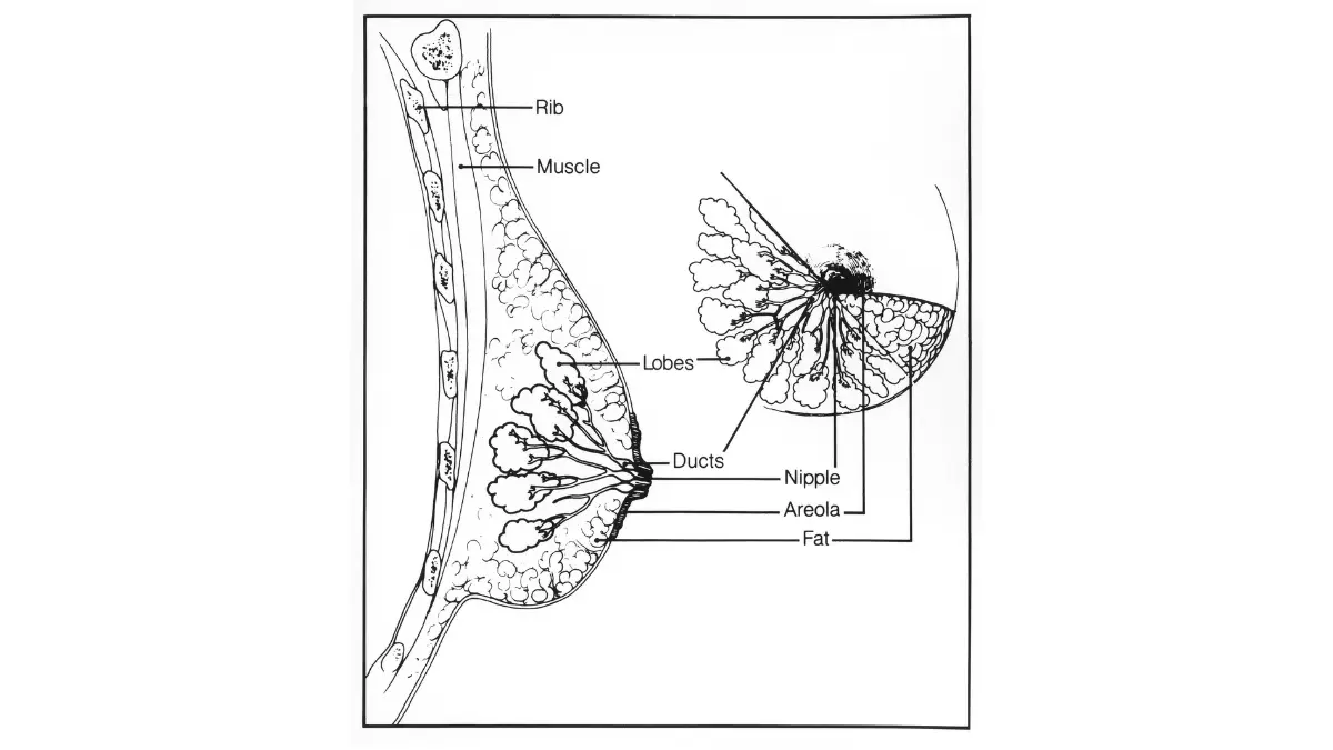 Breast cancer breast structure illustration showing tissue layers ducts muscles and ribs