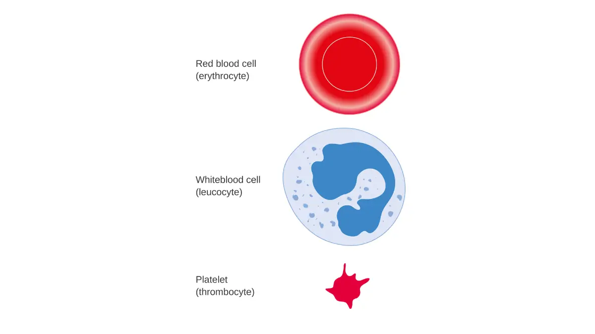 Diagram of red blood cells, white blood cells, and platelets explaining CBC results in breast cancer chemotherapy.