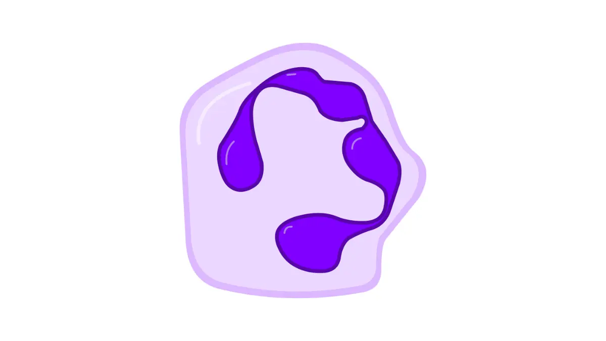 Neutrophil immune cell illustration highlighting ANC and infection risk during breast cancer chemotherapy.