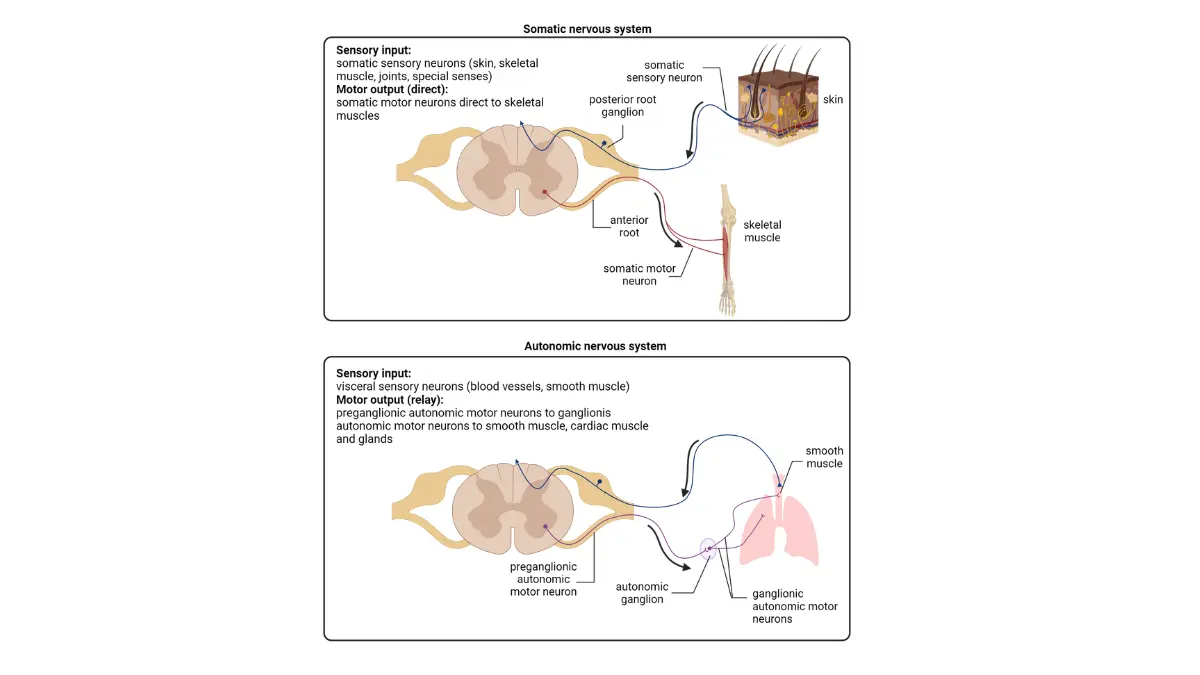 Peripheral nervous system diagram showing nerves to hands and feet to explain neuropathy from breast cancer chemotherapy.