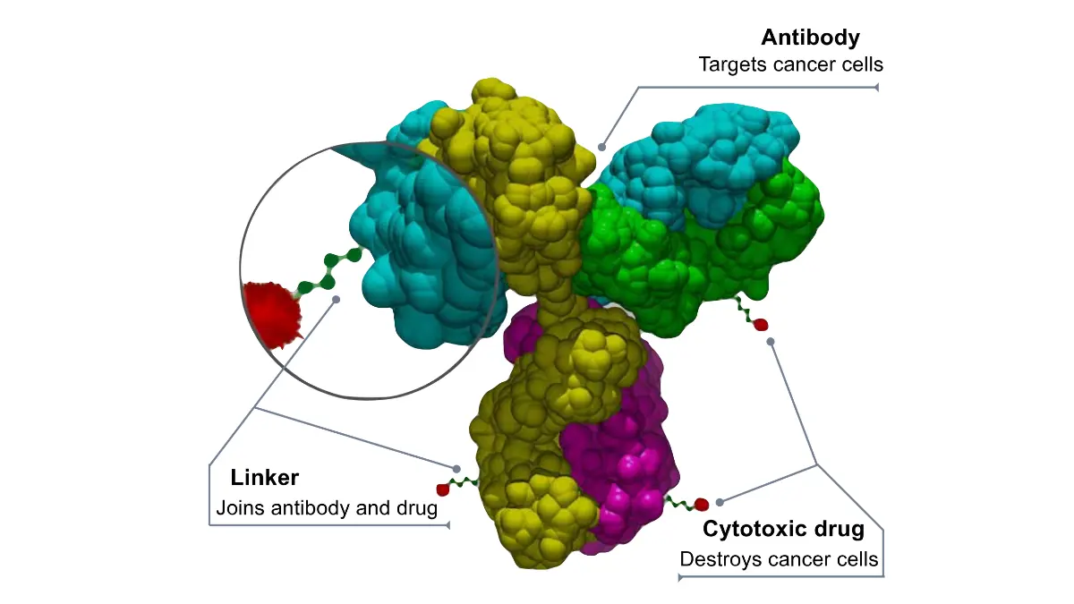 Breast cancer clinical trials diagram showing antibody-drug conjugate structure used in HER2-targeted therapy