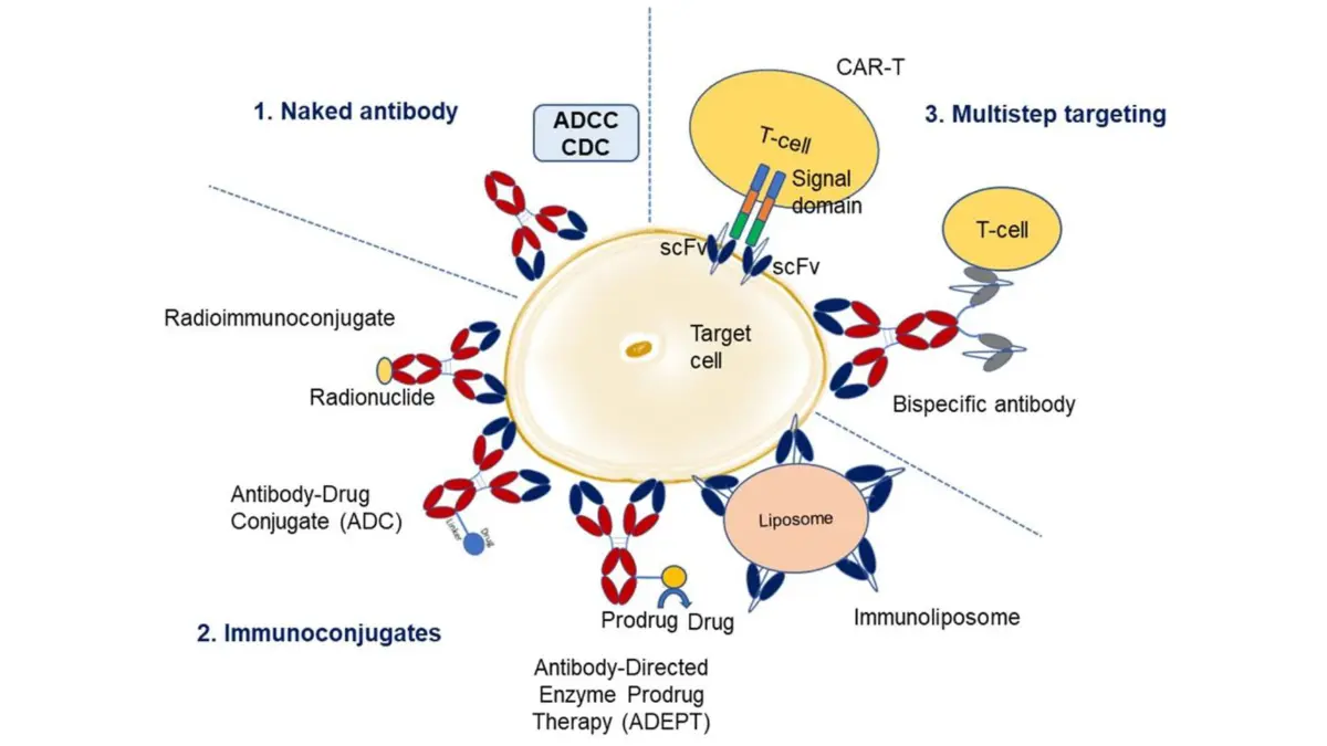 Breast cancer clinical trials overview image showing monoclonal antibody therapy concepts across targeted cancer treatment