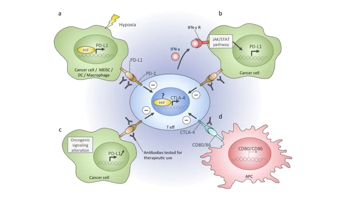 Breast cancer clinical trials illustration of immune checkpoints in the tumour microenvironment for triple-negative breast cancer