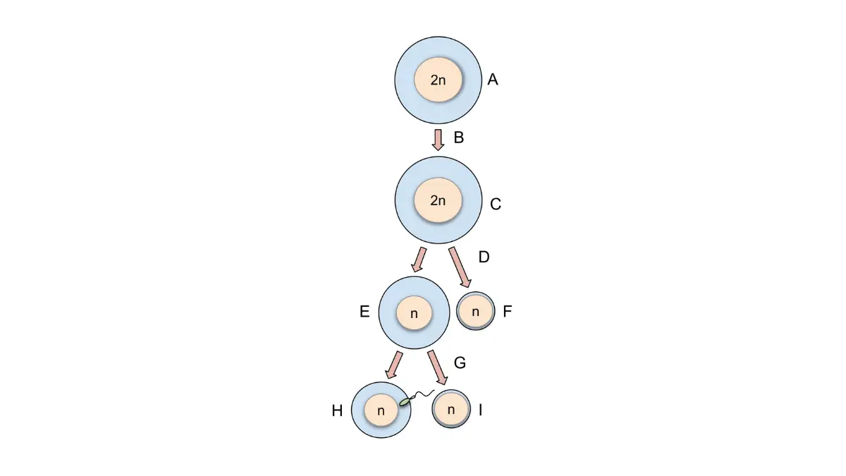 Breast cancer fertility preservation diagram showing oogenesis and egg development relevant to ovarian reserve and chemotherapy-related fertility loss.