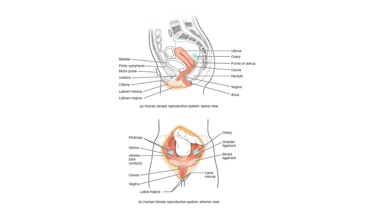 Breast cancer fertility preservation illustration of the ovarian reproductive system showing the ovaries, fallopian tubes, uterus, and related anatomy.