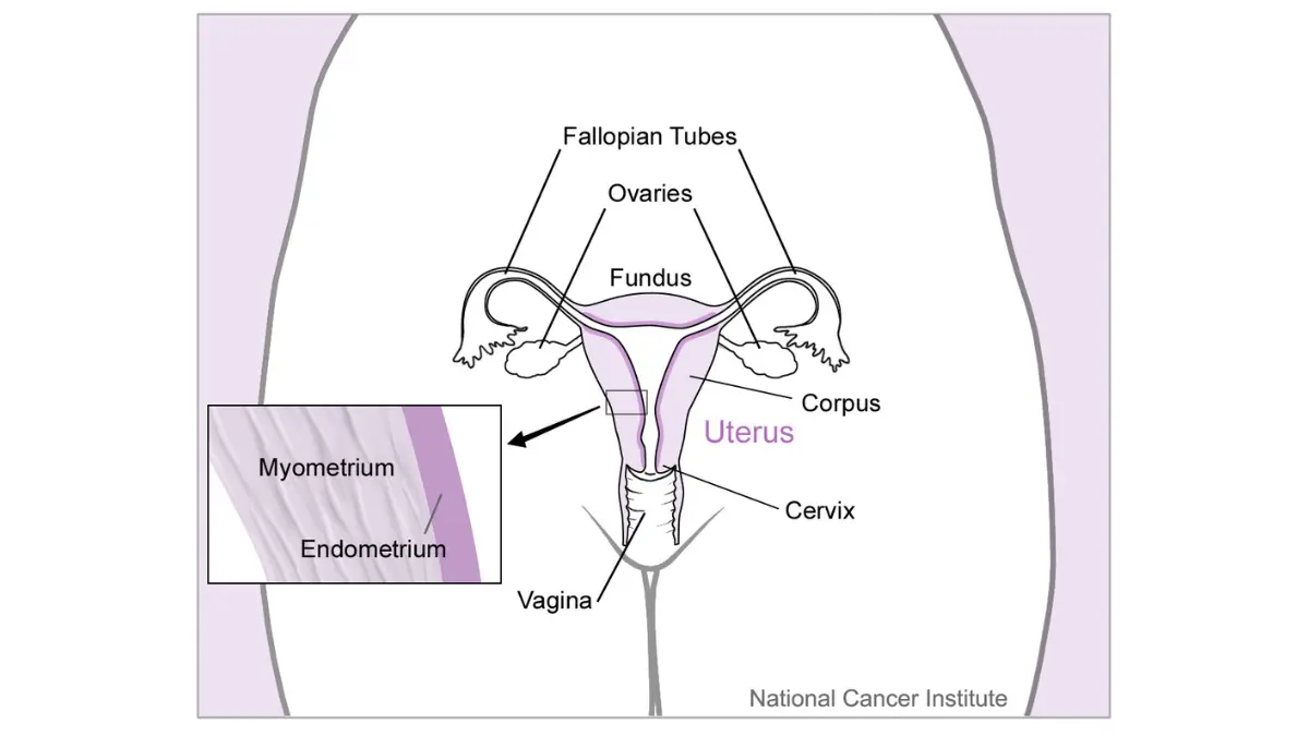 Breast cancer fertility preservation illustration showing the uterus and nearby reproductive organs relevant to pregnancy after treatment.