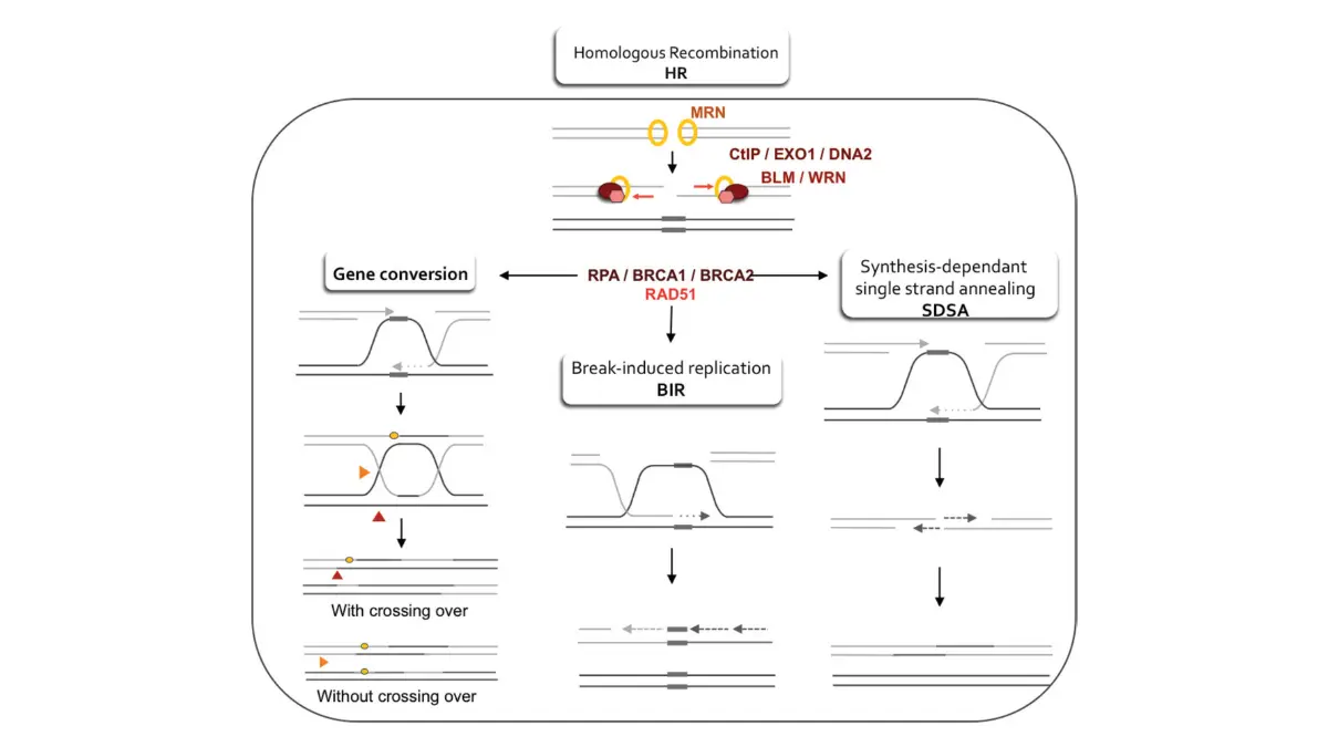 Breast cancer prevention BRCA DNA repair illustration showing homologous recombination and double-strand break repair mechanisms.