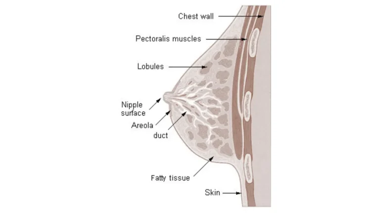 Breast cancer prevention breast anatomy illustration showing nipple, lobules, ducts, fatty tissue, and chest wall structure.