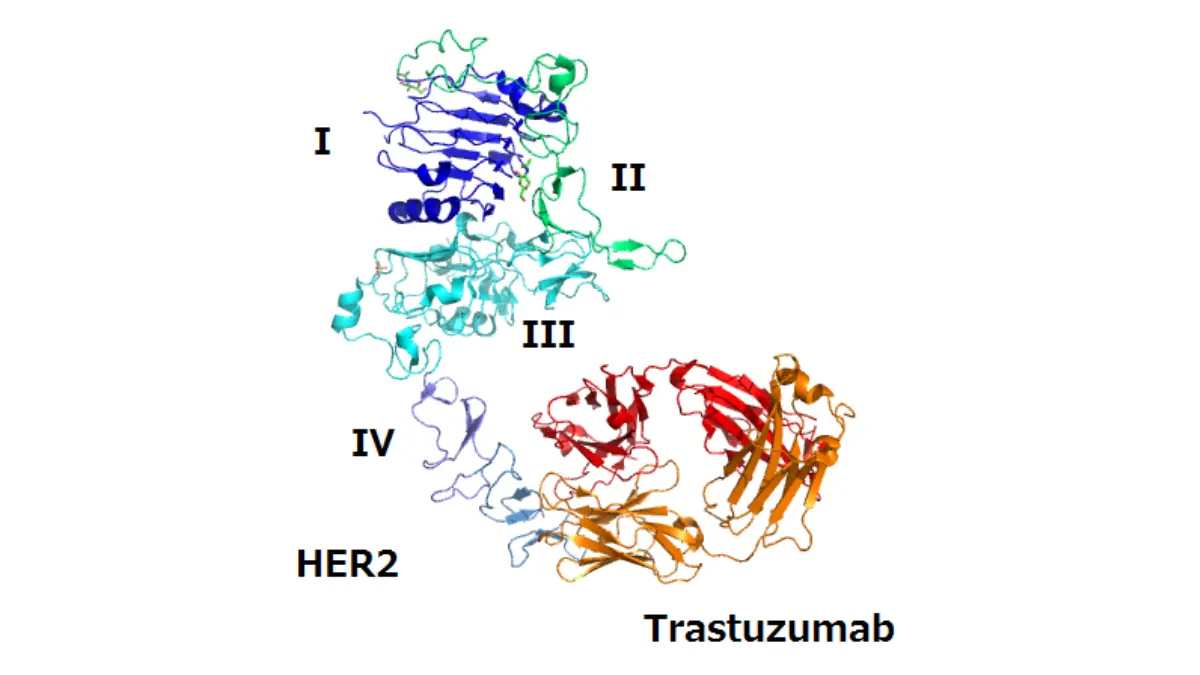 breast cancer questions targeted therapy illustration showing trastuzumab binding to HER2 receptor in HER2-positive breast cancer treatment.