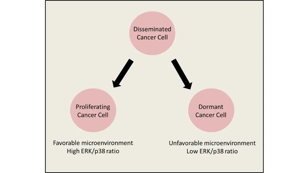 breast cancer recurrence diagram showing dormant, proliferating, and disseminated cancer cells in different tissue environments