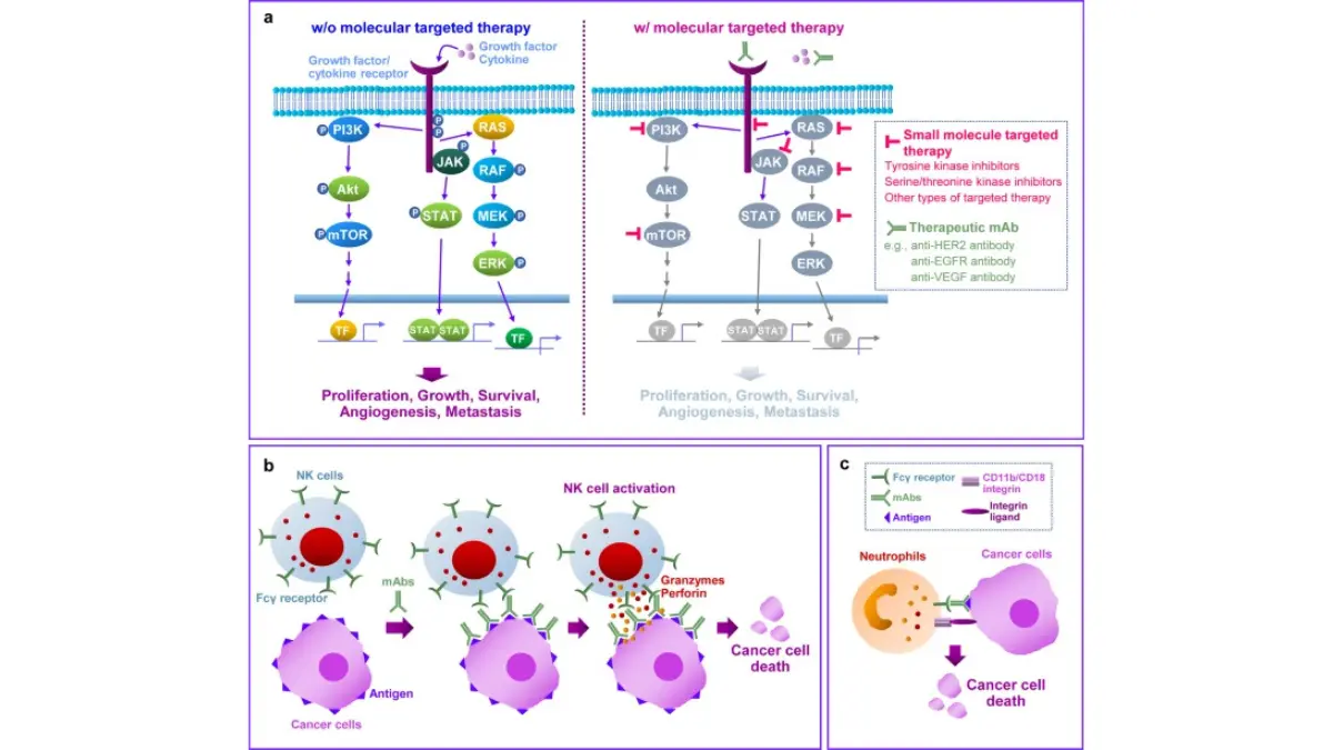 breast cancer recurrence targeted therapy illustration showing the molecular mechanism of anticancer treatment