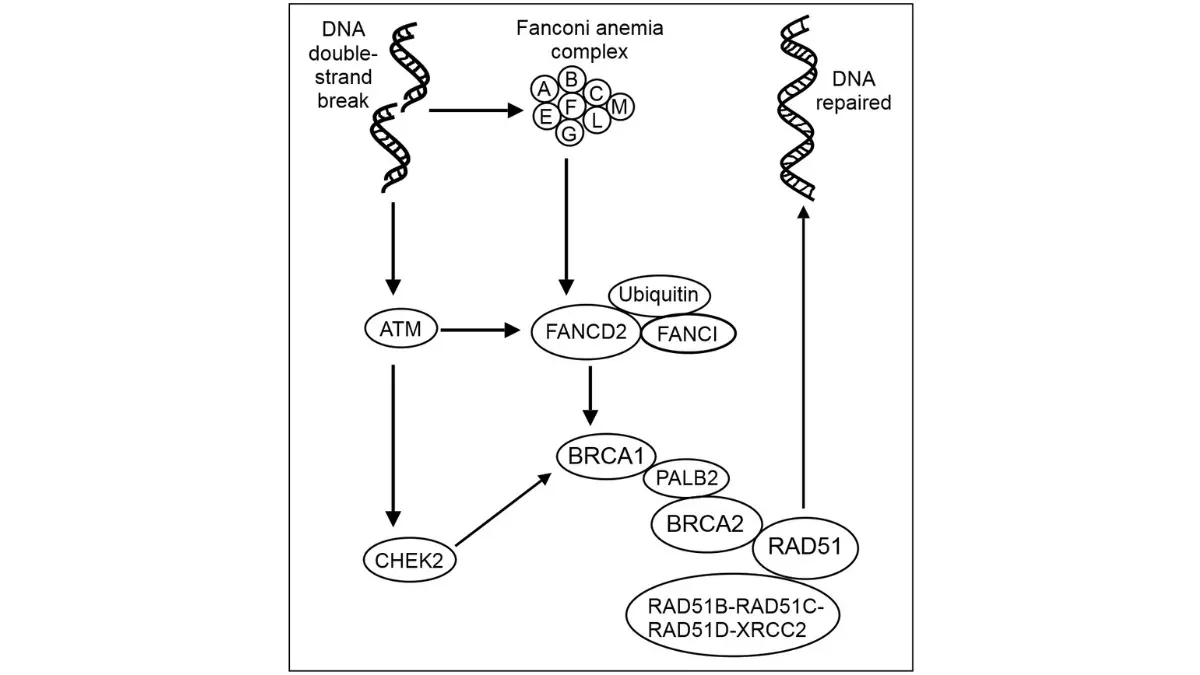 Breast Cancer Risk Factors illustration showing DNA double strand repair mechanism affected by BRCA mutations