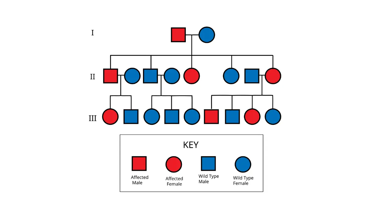 breast cancer screening family history risk shown in an autosomal dominant pedigree chart