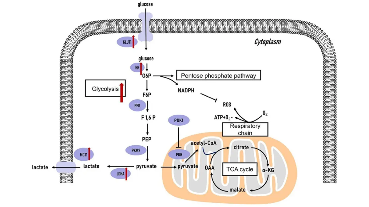 breast cancer survival rates molecular targeted therapy illustration showing triple-negative breast cancer cell metabolism pathways