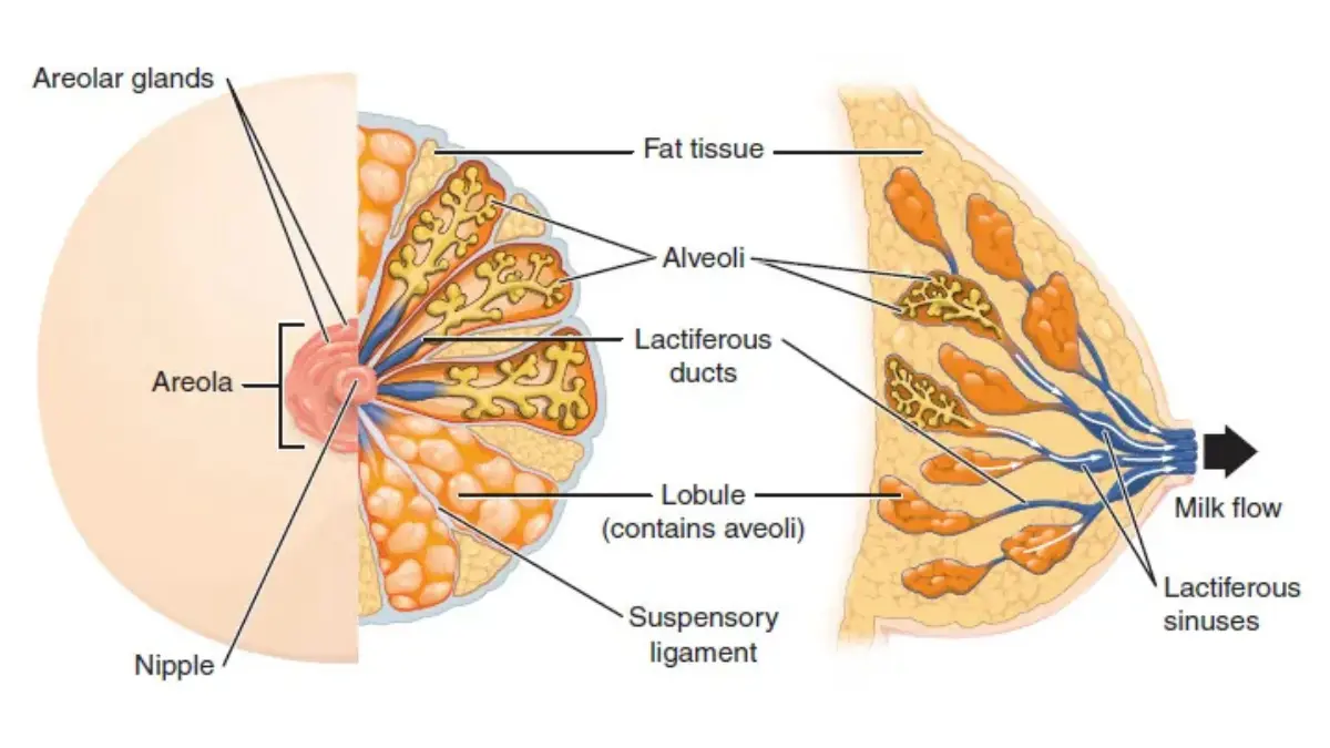 breast cancer symptoms breast anatomy illustration showing ducts lobules and glandular tissue