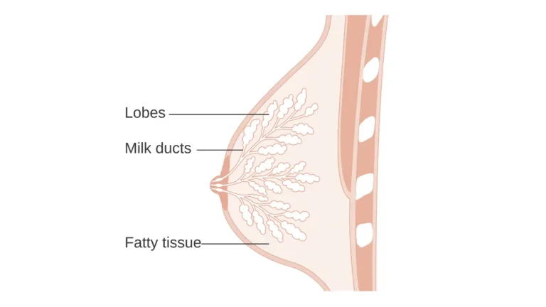 Breast Cancer Types illustration showing breast lobes and milk ducts anatomy