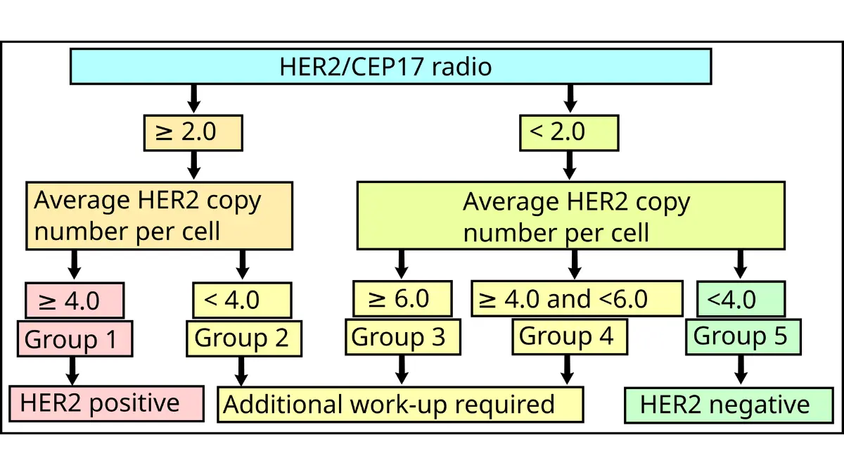 Breast Cancer Types illustration showing HER2-positive breast cancer receptor testing algorithm