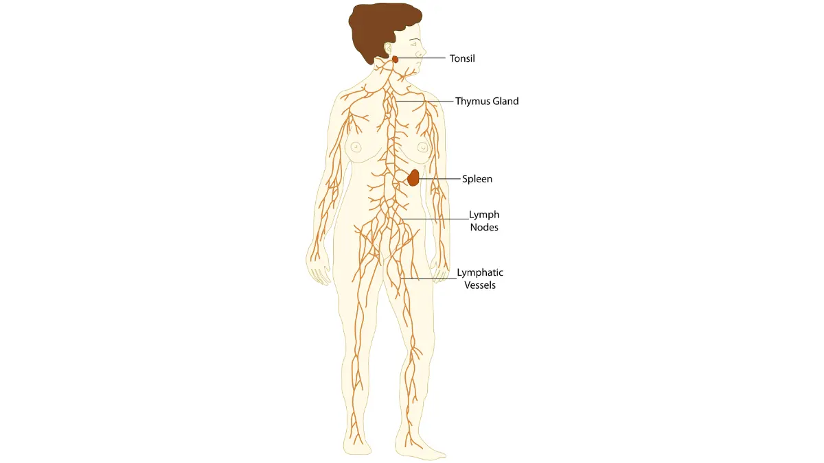Caregiver Breast Cancer Support — overview diagram of the human lymphatic system for long-term treatment navigation